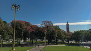 🌳 El palo borracho: el árbol emblemático que da identidad al paisaje urbano de Buenos Aires
