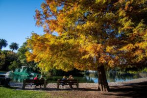 Buenos Aires se viste de otoño: el espectáculo natural que transforma la Ciudad