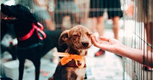 🐾 Animales BA: la plataforma que centraliza todo para el cuidado de perros y gatos en la Ciudad
